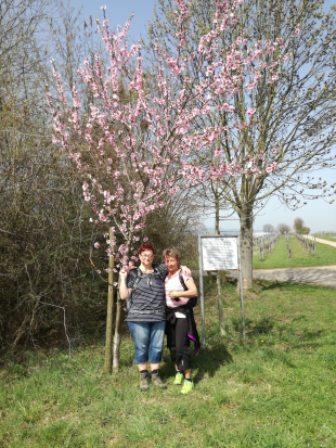 Maikammer Mandelblütenweg April 2018